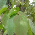 Poliothyrsis sinensis